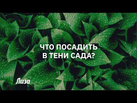Что посадить на даче в тени смотреть онлайн