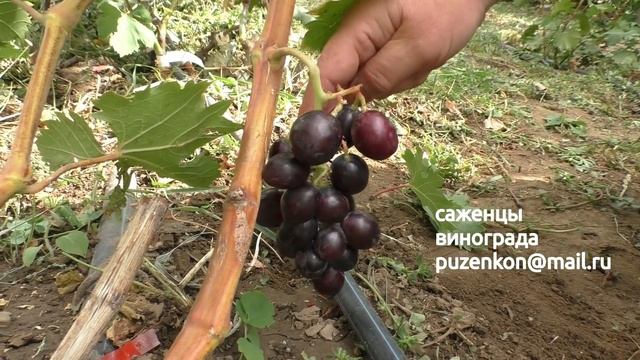 Виноград Раджа - описание, видео на участке Пузенко Натальи Лариасовны смотреть онлайн