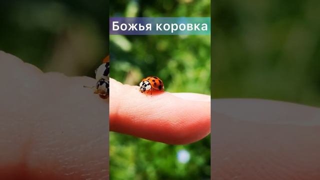 Божья коровка ? смотреть онлайн
