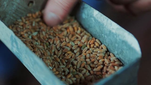 "К зерну надо относиться с душой": Николай Даурцев - агроном с 45-летним стажем смотреть онлайн