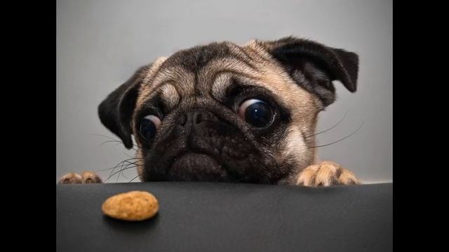 эукануба корм для собак смотреть онлайн