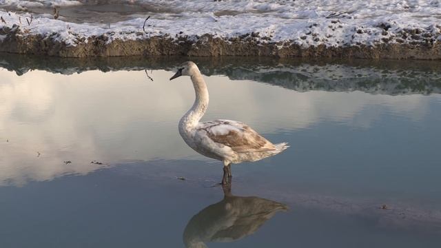 "лебединое озеро" - не виноватые мы он сам прилетел, питомник роз полины козловой - rozarium.biz смотреть онлайн