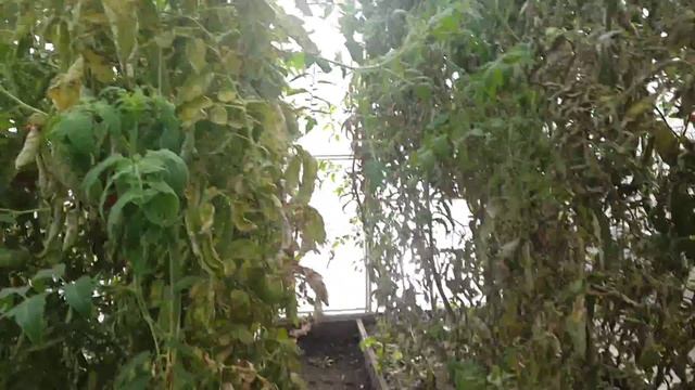 Помогите. Что за дрянь на огурцах. Тля? смотреть онлайн