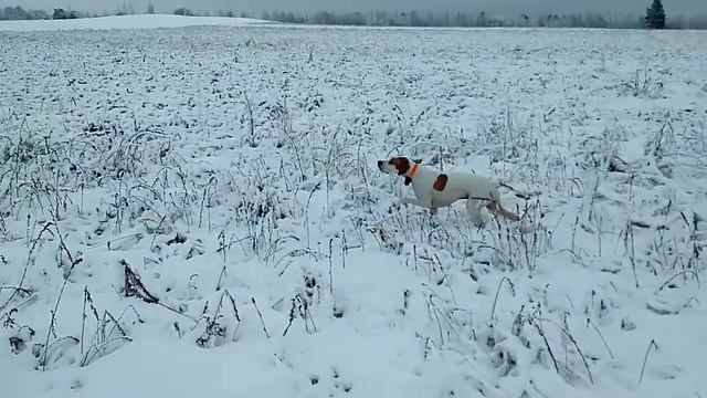 Анонс пойнтера на охоте смотреть онлайн