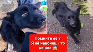 Мужчина утопил щенят. Я нашла ту самую бездомную собаку. Собираем её в Германию