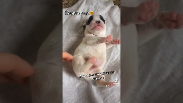 Бульдожка маленький! Щенки французского бульдога . Щенок 14 дней смотреть онлайн