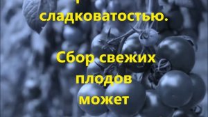 Лучшие сорта томатов для Урала и Сибири.