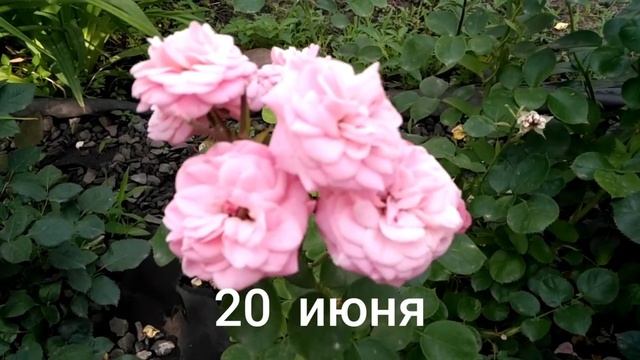 Роза "Байландо". Лето 2021. смотреть онлайн