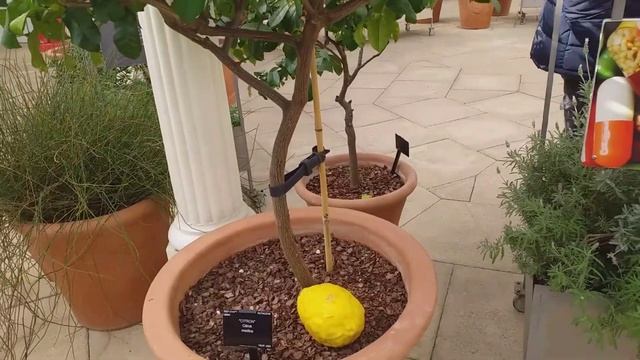 RA1595 Temperate house, Botanic gardens Kew смотреть онлайн