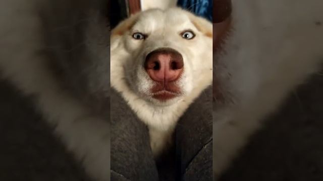 СУРОВАЯ ХАСКИ ВОЛК #shorts смотреть онлайн