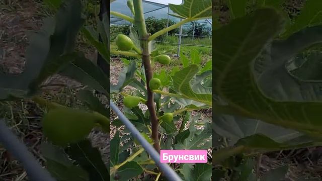 Немного инжира)) смотреть онлайн