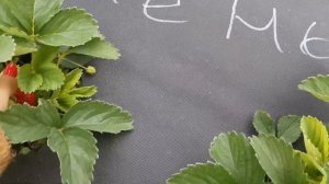 Машенька или Московская Юбилейная. Земляника.