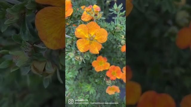 Лапчатка кустарниковая. Питомник "Ёлы-палы" смотреть онлайн