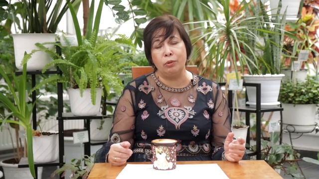 Киви - птица, которая выглядит как фрукт, ведет себя как зверь! смотреть онлайн