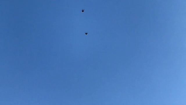 Николаевские голуби Воронежская область смотреть онлайн