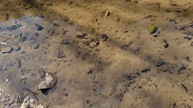 올챙이에게 장구벌레를 주면 생기는 일 (What happens when you give blood worms to a tadpole) смотреть онлайн