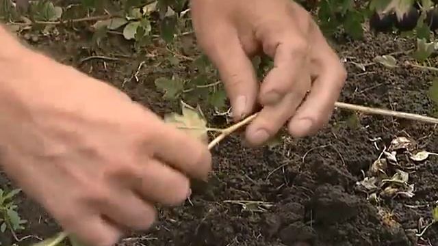Размножение крыжовника.Сергей Богатский в программе