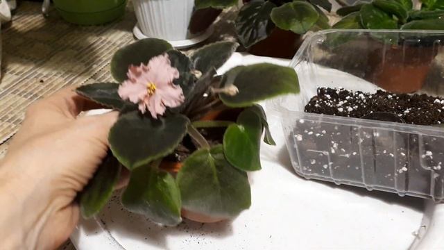 Полив пропущен! Как сохранить Фиалку? смотреть онлайн