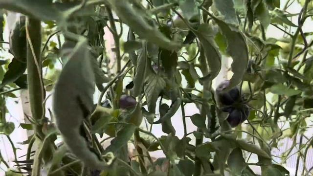 ТОМАТЫ ?В ТЕПЛИЦЕ ВОПРОС?К ЗРИТЕЛЯМ?УБРАЛА ? ЛУК?? смотреть онлайн