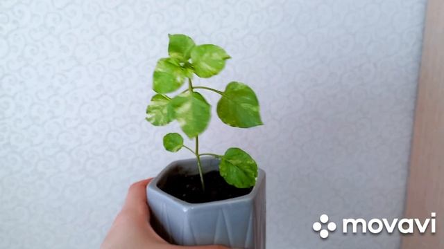 Комнатные растения. Мои новинки комнатных растений. #комнатныерастения #комнатныецветы#фикусы смотреть онлайн