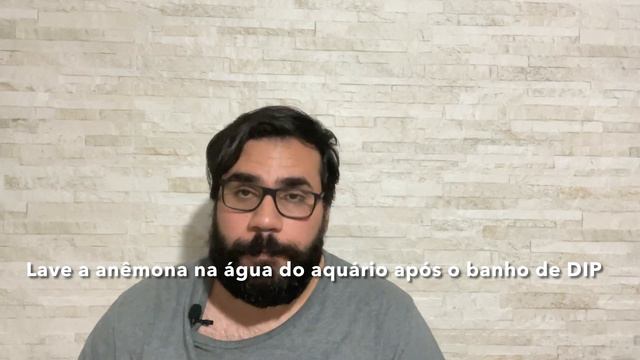 Como recuperar e cuidar de anêmonas em aquário marinho corais anêmona bbt rainbow rose verde Reefdi смотреть онлайн