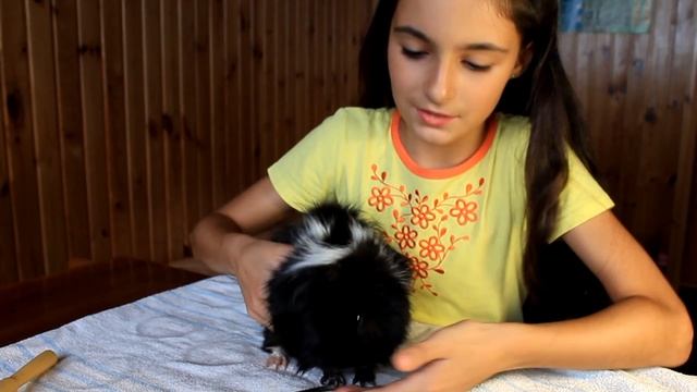 DIY / СТРИЖЕМ КОГТИ СВИНКЕ / ГОВОРЯЩАЯ МОРСКАЯ СВИНКА! СМОТРЕТЬ ДО КОНЦА! смотреть онлайн