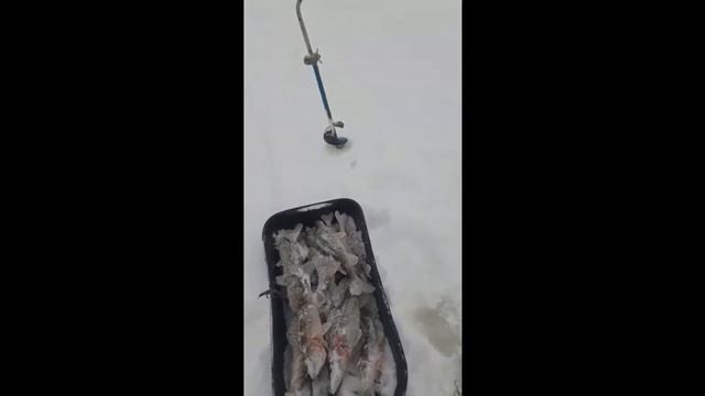 Когда сказали что клюет судак на Волге у Маркиза! Прикол от наших рыбаков из рыбацких групп. смотреть онлайн