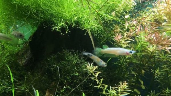 Golden Wonder Killifish Lineatus линеатус