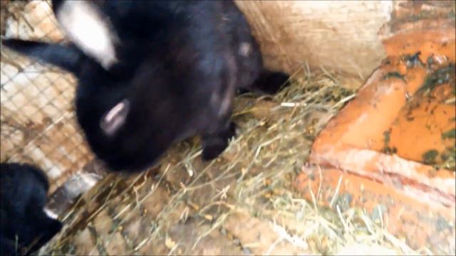 Вакцинация кроликов от геморрагической болезни смотреть онлайн