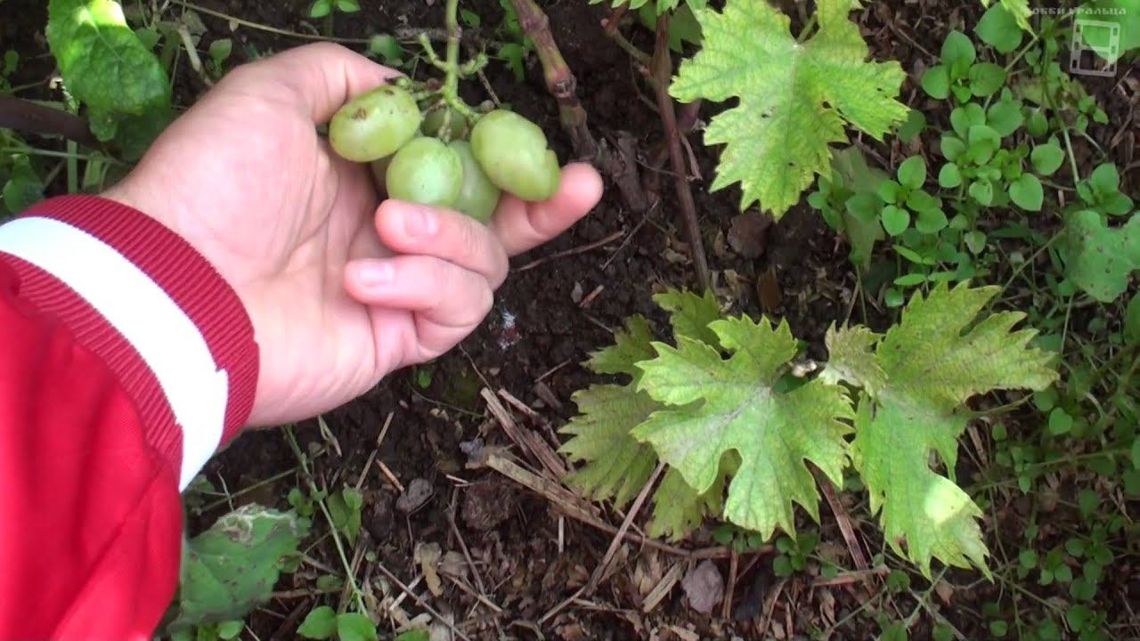 Виноградник 01 09 2014 смотреть онлайн