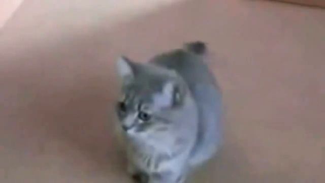 Кошачьи танцы, приколы , смешные животные смотреть онлайн
