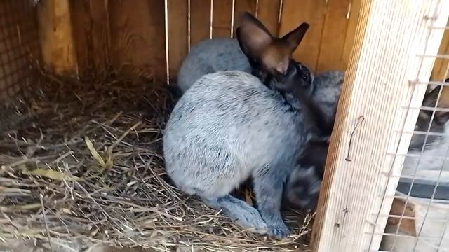 милашки кролики смотреть онлайн