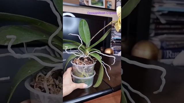 Где и как купить? Бабочка Альбуфейра, как попала в коллекцию #shorts #orchids #peloric #орхидея смотреть онлайн