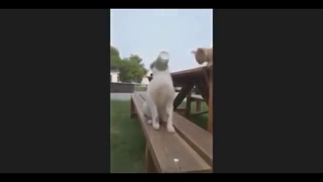 ЛУЧШИЕ ПРИКОЛЫ 2015 НОВЫЕ