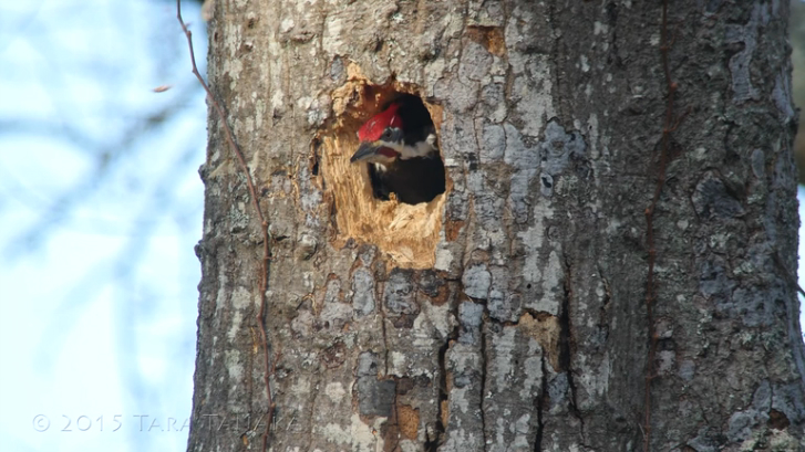 Дятел долбит дупло смотреть онлайн