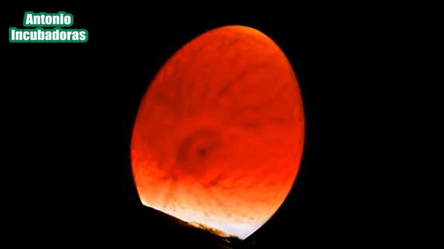 Cómo Conseguir Más Machos O Hembras