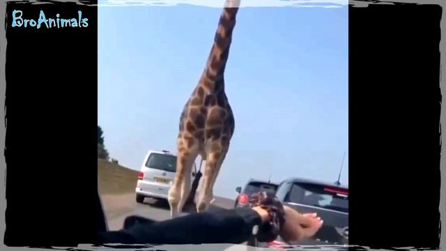 ВОРОНЫ ? СКУБУТ КОЗУ ? и другие Приколы с Животными ? Funny Animals #753 смотреть онлайн