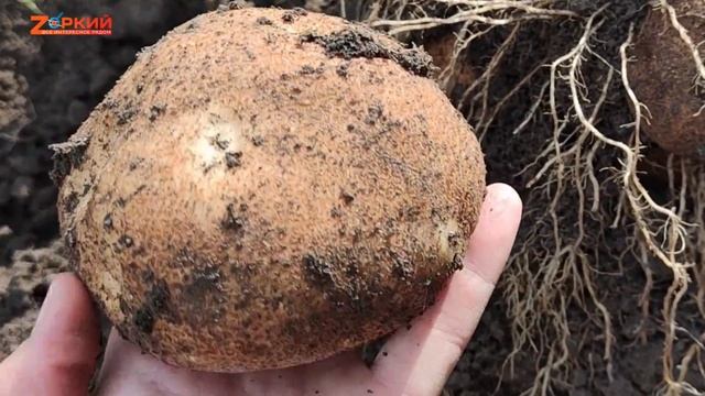 Копаем и показываем урожай 14 сортов картофеля, проверенных годами и новых элитных смотреть онлайн