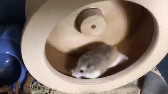 Хомяк роборовского бегает в колесе|Скарлет|DoradoWood смотреть онлайн