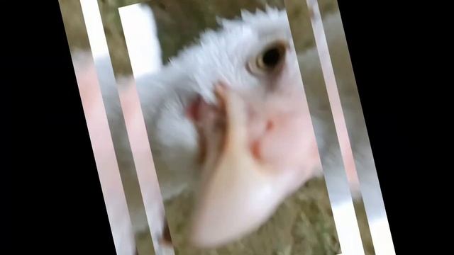 Jeco Chicken Dance 14 ! funny chicken Song & Videos ! смотреть онлайн