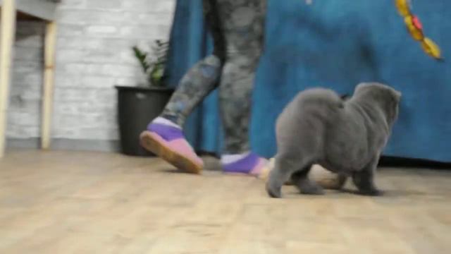 щенки чау чау смотреть онлайн