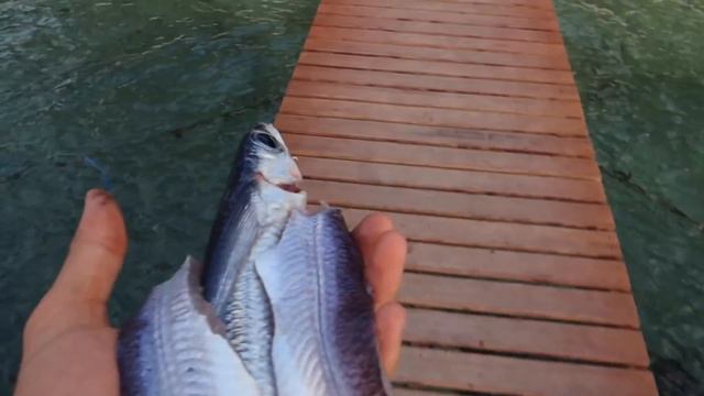 Fish that FLY! Flying Fish Catch, Clean and Cook! смотреть онлайн