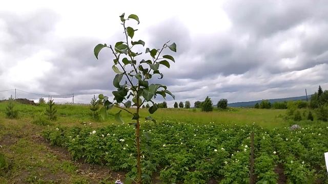 Груша "Просто Мария" Обзор сорта. Саженец. #груша,#грушаПростоМария,#сад. смотреть онлайн