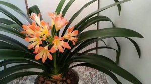 КЛИВИЯ.Почему не цветет кливия?