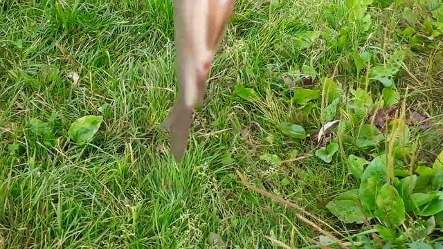 Ловля карасей на самодельную мастырку. ХОРОШИЙ УЛОВ! смотреть онлайн