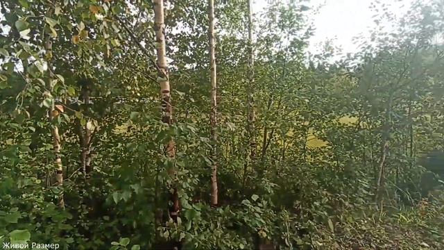 Вырубленный север,по старым лесовозным дорогам,забытые богом места смотреть онлайн