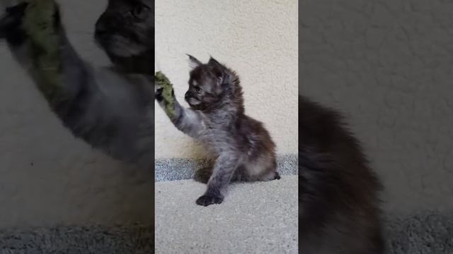 Cherry MOS Lakshestar котенок мейн кун 1 месяц и 17 дней. смотреть онлайн