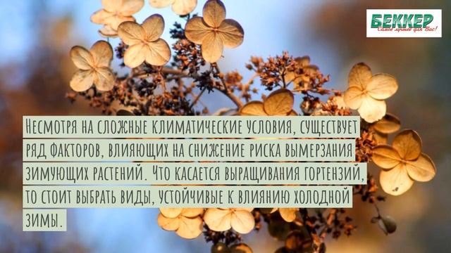 Зимостойкие сорта гортензий, которые можно выращивать в средней полосе смотреть онлайн