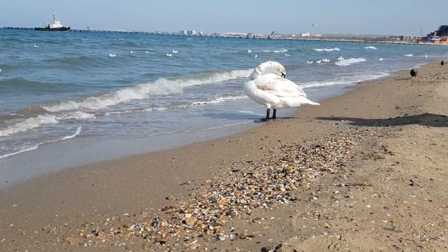 Анапа 19 03 ПОГОДА на Чёрном море Центральный пляж 19 марта 2018 смотреть онлайн