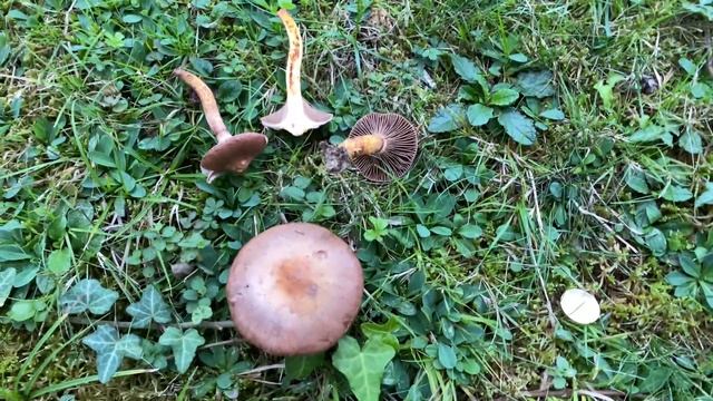 Chroogomphus rutilus, September 20, 2023 смотреть онлайн